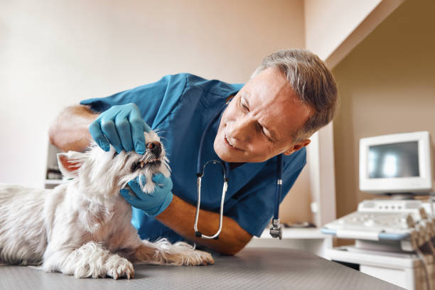 Best Emergency Dental Care for Abscessed Tooth in Loch Lomond, VA